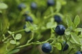 Ripe bilberries growing in forest, closeup. Space for text