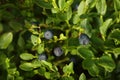 Ripe bilberries growing in forest, closeup view