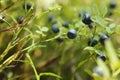 Ripe bilberries growing in forest, closeup view