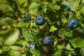 Ripe bilberries growing in forest, closeup view