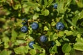 Ripe bilberries growing in forest, closeup view