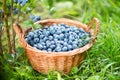 Blueberry basket. Ripe Bilberries in wicker basket. Royalty Free Stock Photo