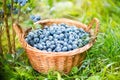 Blueberry basket. Ripe Bilberries in wicker basket. Royalty Free Stock Photo