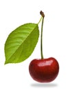 Ripe bing cherry Royalty Free Stock Photo