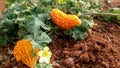 Mature bitter gourds, accompanied by their yellow flower, sway from the vines of the Momordica charantia plant. Royalty Free Stock Photo