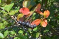 Ripe black berries of chokeberry or aronia bush in autumn