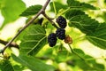 Ripe black berry hanging on Morus tree branch black mulberry, M