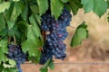 Ripe black or blue carignan or mourverde wine grapes using for making rose or red wine ready to harvest on vineyards in Cotes  de Royalty Free Stock Photo