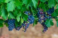 Ripe black or blue carignan or mourverde wine grapes using for making rose or red wine ready to harvest on vineyards in Cotes  de Royalty Free Stock Photo