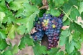 Ripe black or blue carignan or mourverde wine grapes using for making rose or red wine ready to harvest on vineyards in Cotes  de Royalty Free Stock Photo