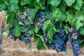 Ripe black or blue carignan or mourverde wine grapes using for making rose or red wine ready to harvest on vineyards in Cotes  de Royalty Free Stock Photo