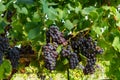 Ripe black or blue carignan wine grapes using for making rose or red wine ready to harvest on vineyards in Cotes  de Provence, Royalty Free Stock Photo