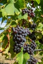 Ripe black or blue carignan wine grapes using for making rose or red wine ready to harvest on vineyards in Cotes  de Provence, Royalty Free Stock Photo