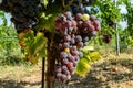 Ripe black or blue carignan wine grapes using for making rose or red wine ready to harvest on vineyards in Cotes  de Provence, Royalty Free Stock Photo