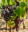 Ripe black or blue carignan wine grapes using for making rose or red wine ready to harvest on vineyards in Cotes  de Provence, Royalty Free Stock Photo