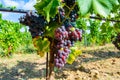 Ripe black or blue carignan wine grapes using for making rose or red wine ready to harvest on vineyards in Cotes  de Provence, Royalty Free Stock Photo