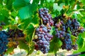 Ripe black or blue carignan wine grapes using for making rose or red wine ready to harvest on vineyards in Cotes  de Provence, Royalty Free Stock Photo