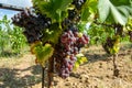 Ripe black or blue carignan wine grapes using for making rose or red wine ready to harvest on vineyards in Cotes  de Provence, Royalty Free Stock Photo