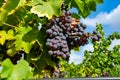 Ripe black or blue carignan wine grapes using for making rose or red wine ready to harvest on vineyards in Cotes  de Provence, Royalty Free Stock Photo