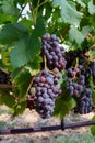 Ripe black or blue carignan wine grapes using for making rose or red wine ready to harvest on vineyards in Cotes  de Provence, Royalty Free Stock Photo