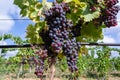 Ripe black or blue carignan wine grapes using for making rose or red wine ready to harvest on vineyards in Cotes  de Provence, Royalty Free Stock Photo