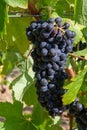 Ripe black or blue carignan wine grapes using for making rose or red wine ready to harvest on vineyards in Cotes  de Provence, Royalty Free Stock Photo
