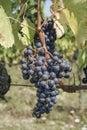 Ripe black / blue grapes in a vineyard Royalty Free Stock Photo