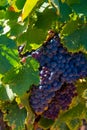 Ripe black or blue grenache wine grapes using for making rose or red wine ready to harvest on vineyards in Cotes  de Provence, Royalty Free Stock Photo