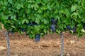 Ripe black or blue syrah or grenache wine grapes using for making rose or red wine ready to harvest on vineyards in Cotes de