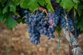 Ripe black or blue syrah or grenache wine grapes using for making rose or red wine ready to harvest on vineyards in Cotes  de Royalty Free Stock Photo