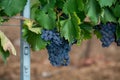 Ripe black or blue syrah or grenache wine grapes using for making rose or red wine ready to harvest on vineyards in Cotes  de Royalty Free Stock Photo