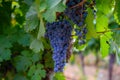 Ripe black or blue syrah or grenache wine grapes using for making rose or red wine ready to harvest on vineyards in Cotes  de Royalty Free Stock Photo