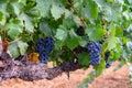 Ripe black or blue syrah or grenache wine grapes using for making rose or red wine ready to harvest on vineyards in Cotes  de Royalty Free Stock Photo