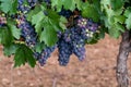 Ripe black or blue syrah or grenache wine grapes using for making rose or red wine ready to harvest on vineyards in Cotes  de Royalty Free Stock Photo