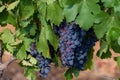 Ripe black or blue syrah or grenache wine grapes using for making rose or red wine ready to harvest on vineyards in Cotes  de Royalty Free Stock Photo