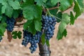 Ripe black or blue syrah or grenache wine grapes using for making rose or red wine ready to harvest on vineyards in Cotes  de Royalty Free Stock Photo