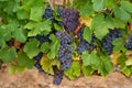 Ripe black or blue syrah wine grapes using for making rose or red wine ready to harvest on vineyards in Cotes de Provence, region