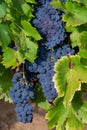 Ripe black or blue syrah wine grapes using for making rose or red wine ready to harvest on vineyards in Cotes de Provence, region