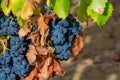 Ripe black or blue syrah wine grapes using for making rose or red wine ready to harvest on vineyards in Cotes de Provence, region