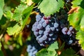 Ripe black or blue syrah wine grapes using for making rose or red wine ready to harvest on vineyards in Cotes de Provence, region