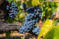 Ripe black or blue syrah wine grapes using for making rose or red wine ready to harvest on vineyards in Cotes de Provence, region