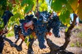 Ripe black or blue syrah wine grapes using for making rose or red wine ready to harvest on vineyards in Cotes de Provence, region