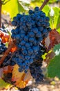 Ripe black or blue syrah wine grapes using for making rose or red wine ready to harvest on vineyards in Cotes de Provence, region