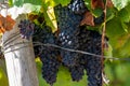 Ripe black or blue wine grapes using for making rose or red wine ready to harvest on vineyards in Cotes de Provence, region