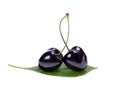 Ripe black cherries Royalty Free Stock Photo