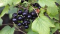 Ripe black curant edible berries hanging on bush branches in farm or garden. Royalty Free Stock Photo