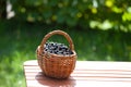 Ripe black currant berries in a basket Royalty Free Stock Photo