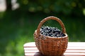 Ripe black currant berries in a basket Royalty Free Stock Photo