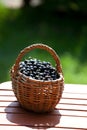 Ripe black currant berries in a basket Royalty Free Stock Photo