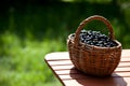 Ripe black currant berries in a basket Royalty Free Stock Photo